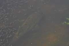 Micropterus salmoides