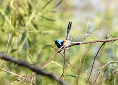 Malurus assimilis assimilis