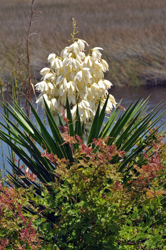 Yucca aloifolia