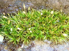 Ptychomitrium nigrescens