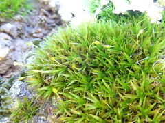Ptychomitrium nigrescens