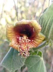 Hibiscus clypeatus