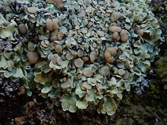 Squamarina cartilaginea