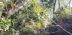 Psychotria serpens