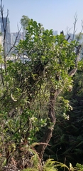 Psychotria serpens