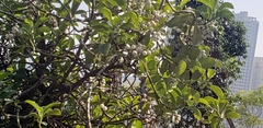 Psychotria serpens