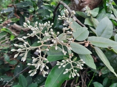 Vernonia solanifolia