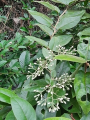 Vernonia solanifolia