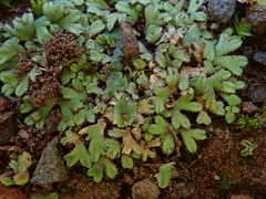 Riccia crozalsii
