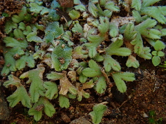 Riccia crozalsii