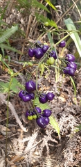 Dianella ensifolia