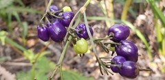 Dianella ensifolia