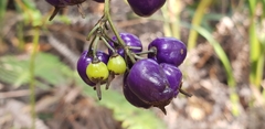 Dianella ensifolia