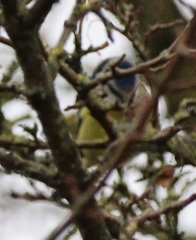 Cyanistes caeruleus