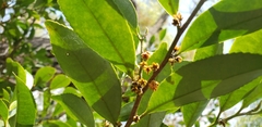 Angiospermae