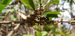 Angiospermae