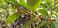Angiospermae