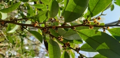 Angiospermae