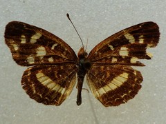 Anthanassa drusilla