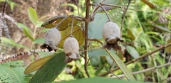 Angiospermae