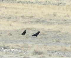 Pyrrhocorax pyrrhocorax