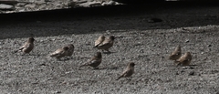 Leucosticte nemoricola