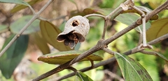 Angiospermae