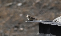 Leucosticte nemoricola