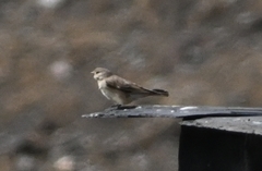 Leucosticte nemoricola
