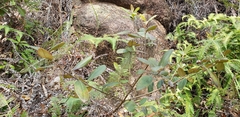 Angiospermae