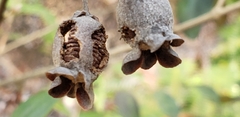 Angiospermae