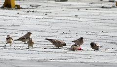 Montifringilla adamsi