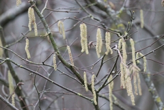 Corylus avellana