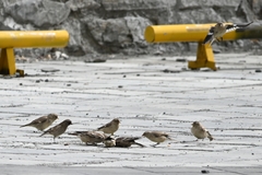 Montifringilla adamsi