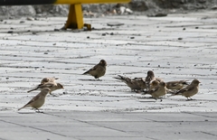 Montifringilla adamsi