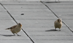 Montifringilla adamsi