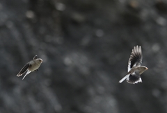 Montifringilla adamsi