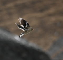 Montifringilla adamsi