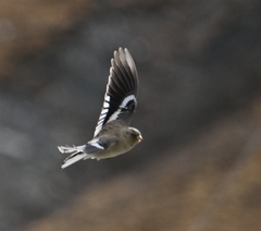 Montifringilla adamsi