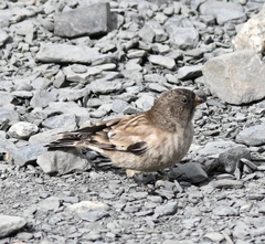 Montifringilla adamsi