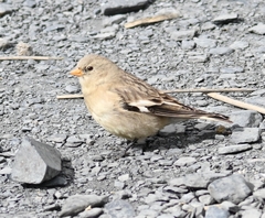 Montifringilla adamsi