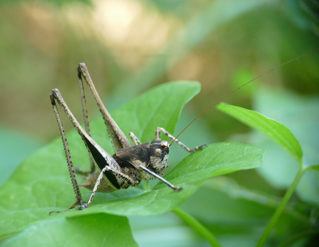 Rhacocleis poneli