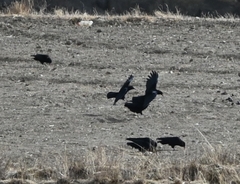 Pyrrhocorax pyrrhocorax