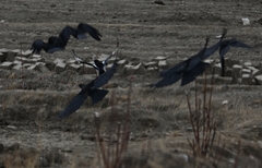 Pyrrhocorax pyrrhocorax