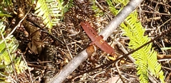 Neurothemis fulvia