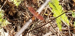 Neurothemis fulvia