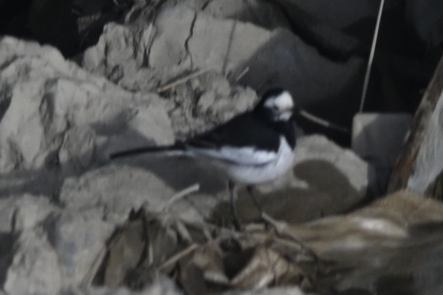 White Wagtail