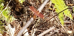 Neurothemis fulvia