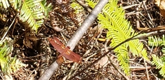 Neurothemis fulvia