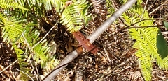 Neurothemis fulvia